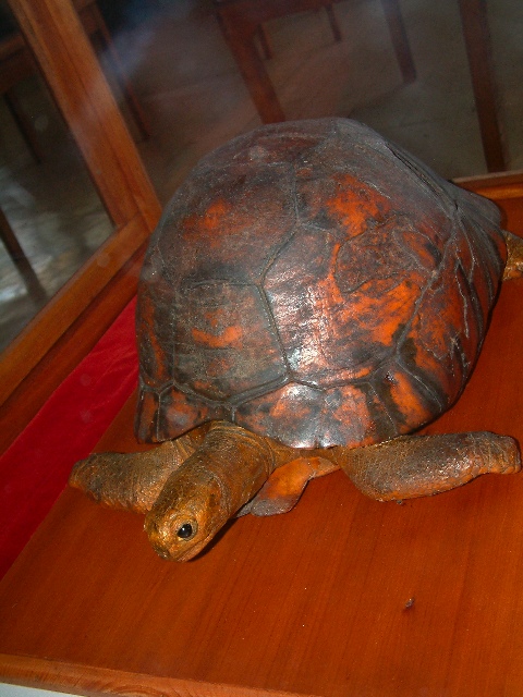 0916a066____The_Tu_i_Malila__pet_tortoise_of_the_Tongan_Royal_Family____lived_from_1777_to_1965_.jpg