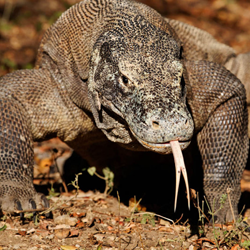 Travel to Indonesia and the Island of Komodo – Episode 410