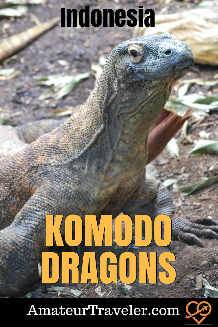Komodo Dragons, Visiting the Largest Lizards in the World in Indonesia